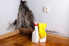 Best Basement Mold Removal in Rocky Ford, CO